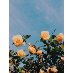 aesthetic_xoxo