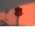 Roses<3<3