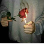 broken roses +