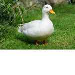 Group 0f Duck