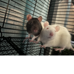 Kaylee’s a rat