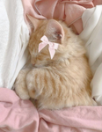 slweepy'