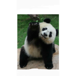 Panda,army