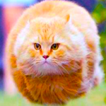 Sussy Cat Studio