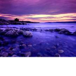 Purple Sleeper
