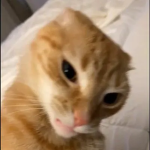 silly cat haven
