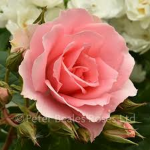Flower ksi