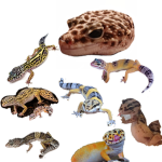 For you gecko ###### like me