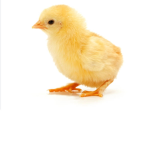 Chik fam?!