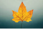 Leaf Lake Donations