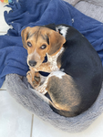 the beagle gruop
