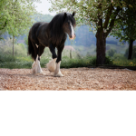 Happyhorseslegacy