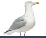Birds are awesome
