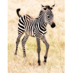 Zebree