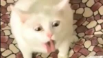 TW_貓貓團隊