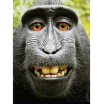 The rage of the apes