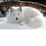 thedreamyfoxes