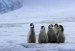 Emperor Penguin Fan Club