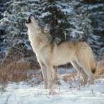 Wolf Family :D