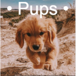 • Pups •