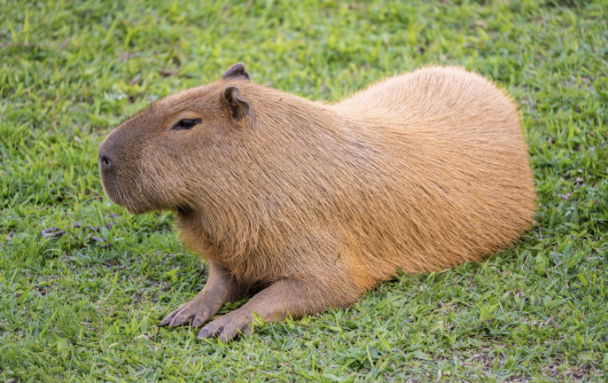 Pet Shop Tycoon (CAPYBARA) screenshot 1