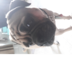 Side ways Pugs