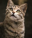 Aaseel