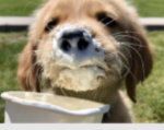 Puppy cappuccino