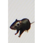 Kings Of Rats