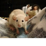 Swaggy rats<3