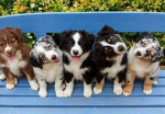 The Australian Shepard Group!!