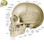Bone Head's