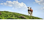Beefy Cows