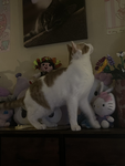 ilikeecatsss
