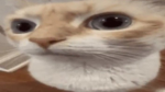 sarco 2