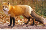 The fox group for only foxes