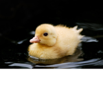 .Duck......Squad.