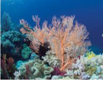 Coral synthesis