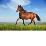 Horse Group <3