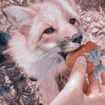 Furry friends club on roblox
