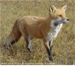 Death Foxs