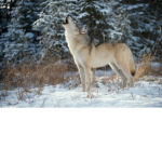 W W wolf