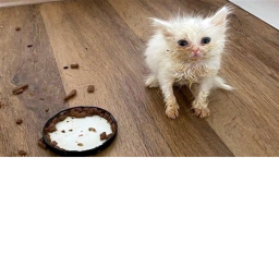 Cat Fight!