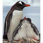 The mega awesome penguins