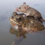 Jade rats