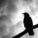 Spirits of The Raven
