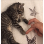 onlinekittens