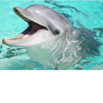 The Only Dolphin Players