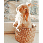 CUTE BUNNY OFFICAL GROUP!!