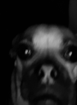 Dawg Distopia